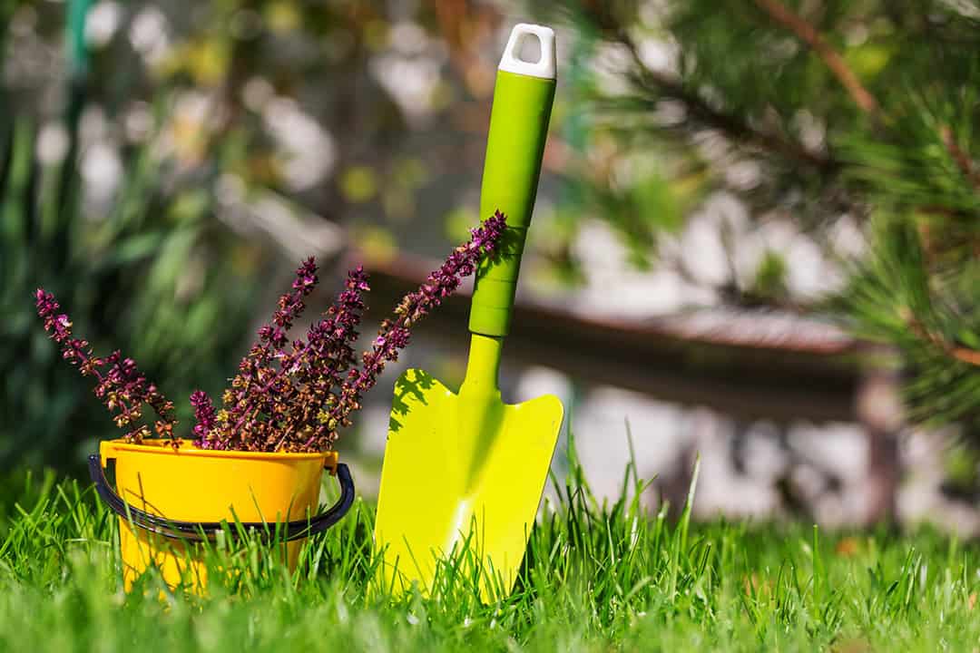 Grøn planteske og lille gul spand med lilla blomster i græsset under havearbejde