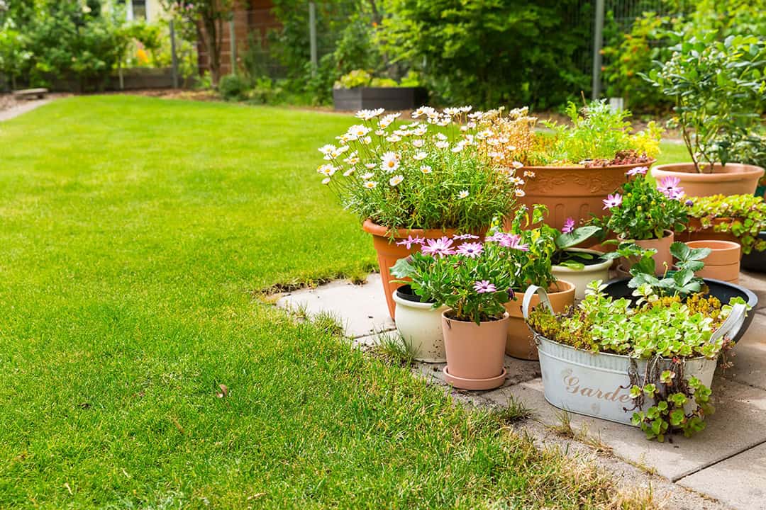 Grøn græsplæne ved fliser med blomsterkrukker og zinkbalje